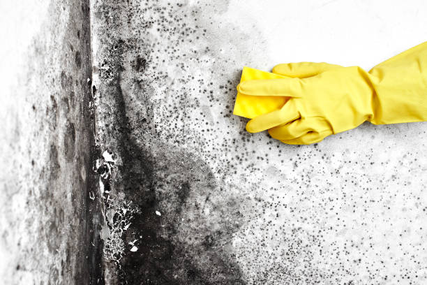 Best Mold Removal for HVAC Installations  in Gilbert, MN
