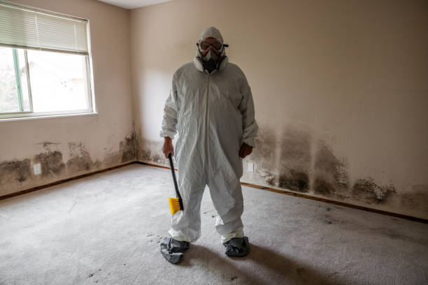 Best Basement Mold Removal  in Gilbert, MN